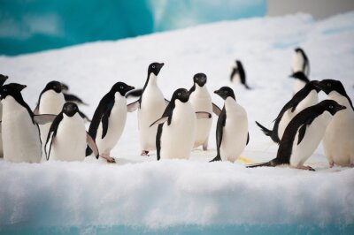 Im Schnee wandernde Pinguine
