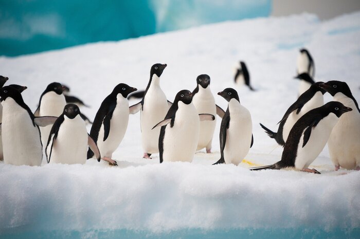 Fototapete Im Schnee wandernde Pinguine