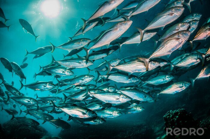 Fototapete Im Schwarm schwimmende Fische