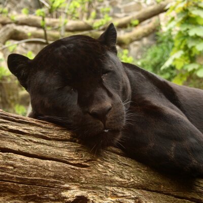 Fototapete Im Wald liegender schwarzer Puma