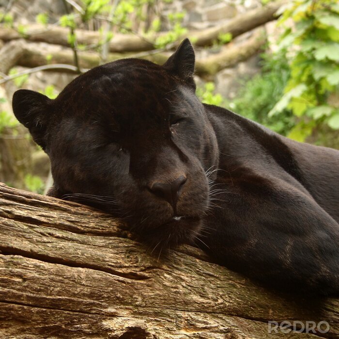 Fototapete Im Wald liegender schwarzer Puma