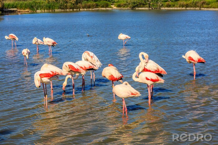 Fototapete Im Wasser gehende Vögel