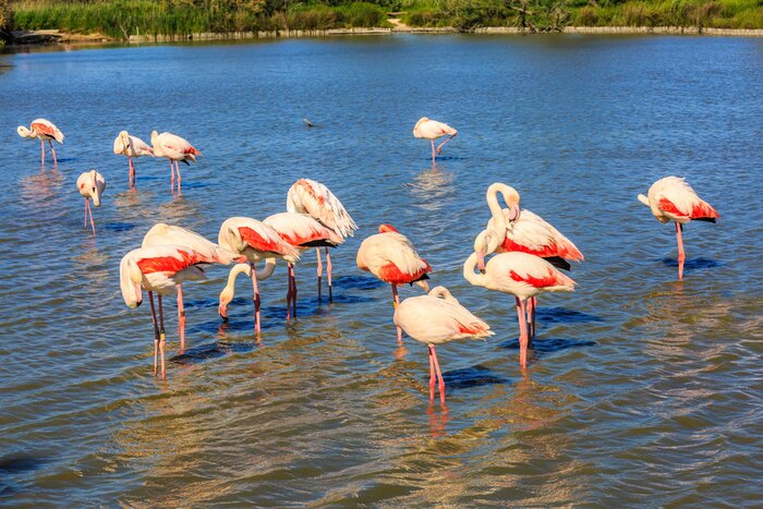 Fototapete Im Wasser gehende Vögel