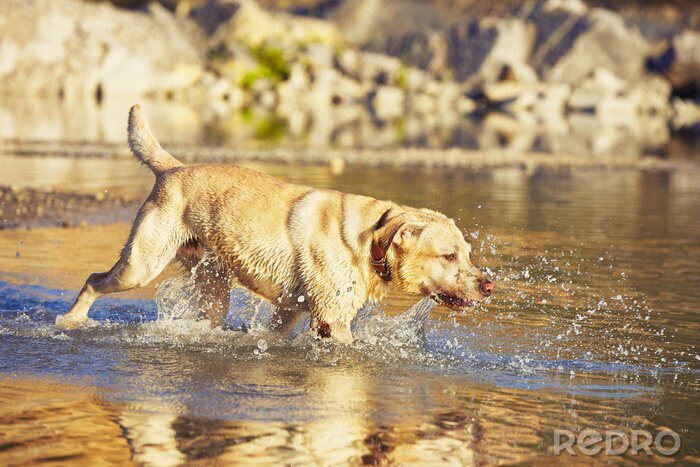 Fototapete Im Wasser gehender Hund