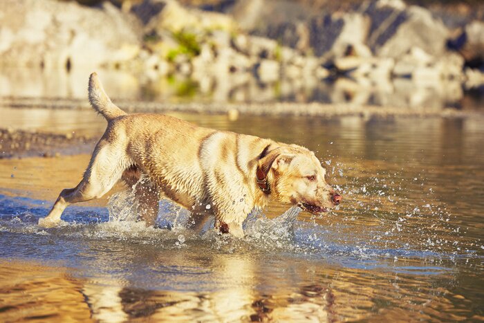 Fototapete Im Wasser gehender Hund