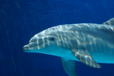Im Wasser schwimmender Delfin