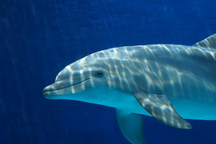 Fototapete Im Wasser schwimmender Delfin
