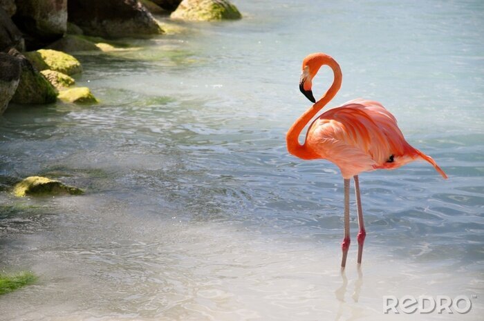 Fototapete Im wasser spazierender flamingo