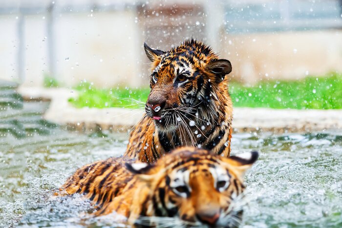 Fototapete Im wasser spielende tiger