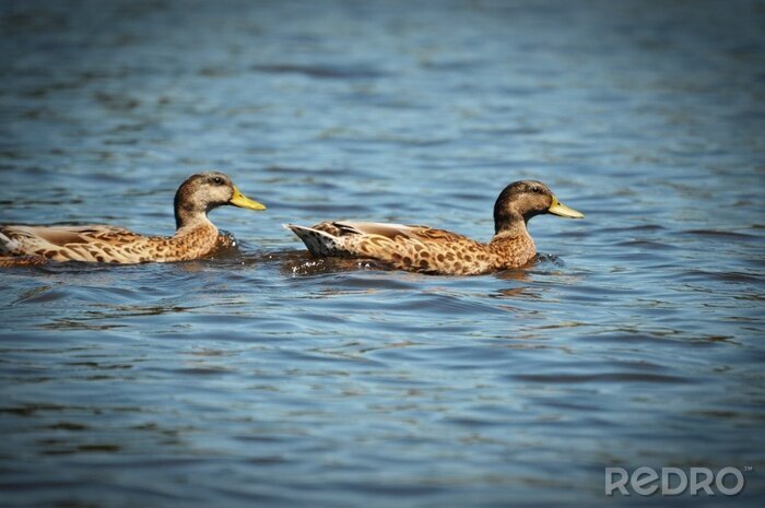 Fototapete Im Wasser treibende braune Vögel