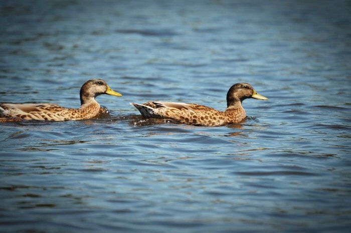 Fototapete Im Wasser treibende braune Vögel