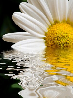 Im Wasser versinkende Blume