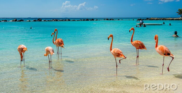 Fototapete Im wasser watende flamingosr