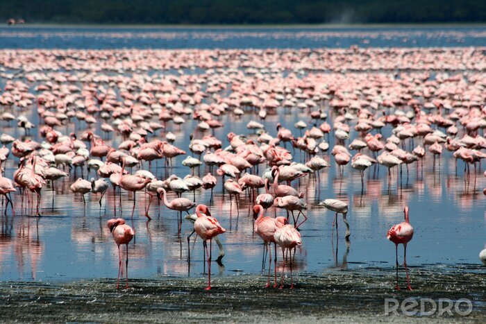 Fototapete Im Wasser watende rosa Vögel