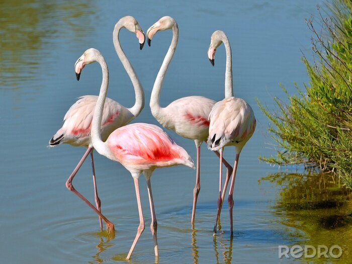 Fototapete Im wasser watende weiße flamingos