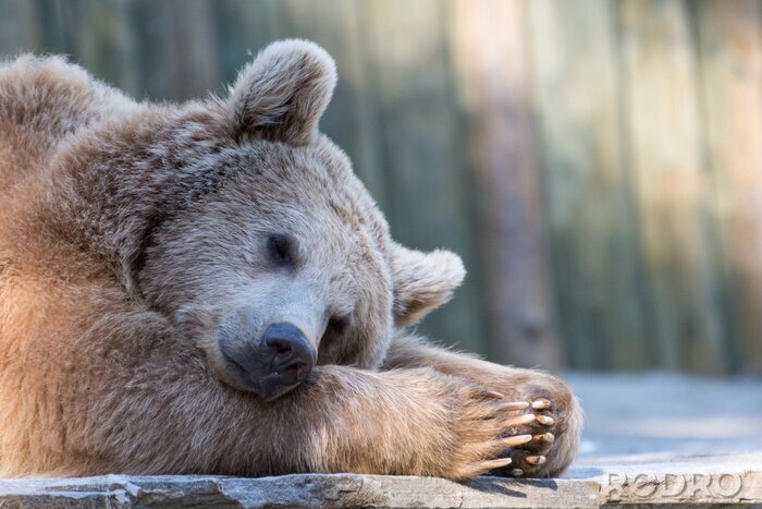 Fototapete Im Zoo liegender Bär