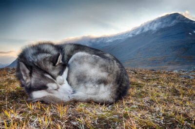 Fototapete In Bergen schlafender Hund