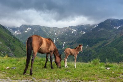 Fototapete In Bergen weidende Pferde