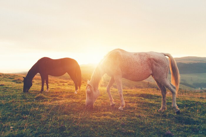 Fototapete In den bergen weidende wildpferde