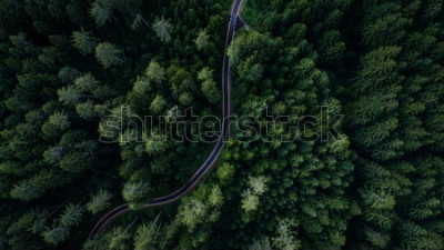 Fototapete in den Wald führender Weg