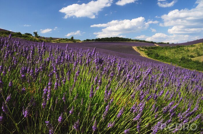Fototapete In der Provence blühender Lavendel