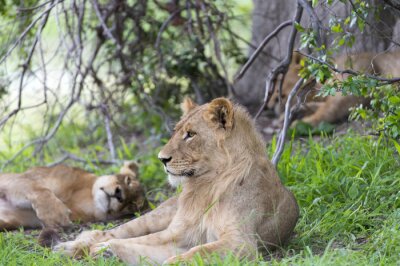 Fototapete In der Savanne liegende Löwen