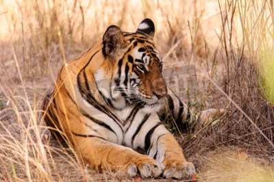 Fototapete In der savanne liegender tiger