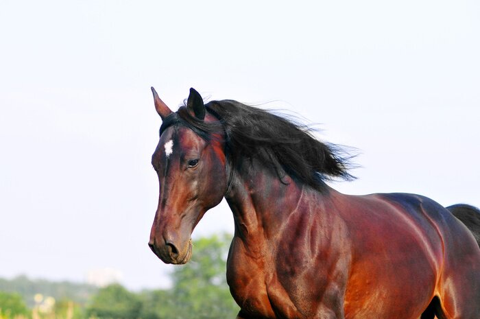 Fototapete In der Sonne glänzendes Pferd