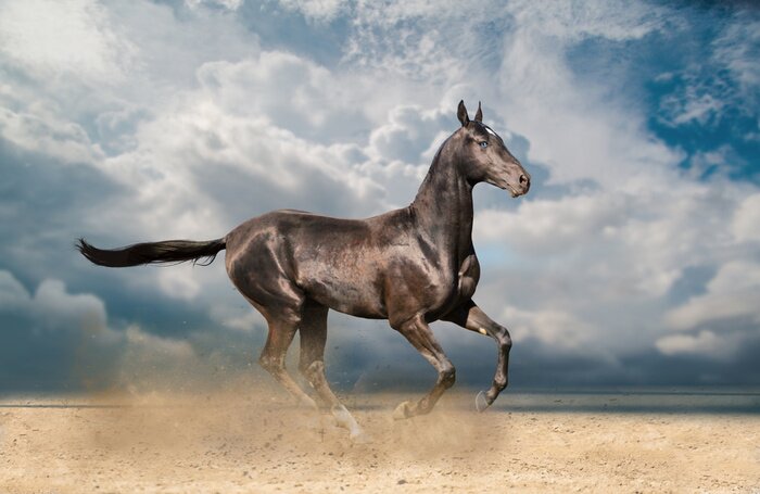 Fototapete In der sonne scheinender hengst