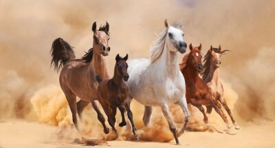 Fototapete In der wüste galoppierende araberpferde