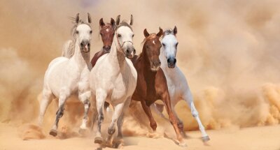 Fototapete In der wüste rennende pferdegruppe