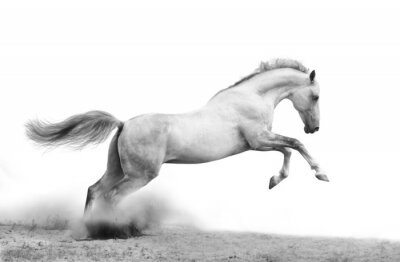 Fototapete In der wüste springendes pferd