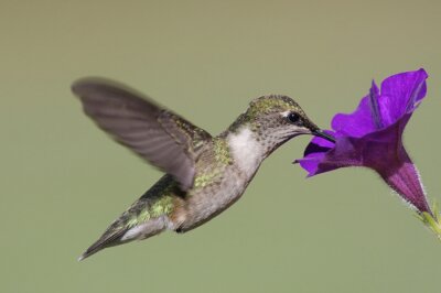 Fototapete in die Blumen schauender Vogel