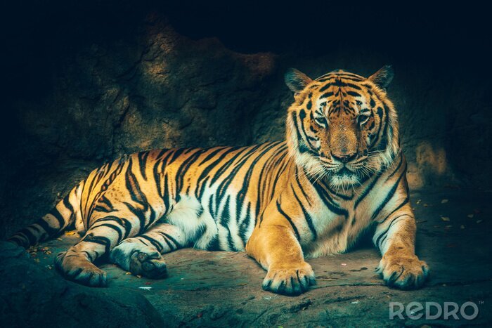 Fototapete In einer höhle liegender tiger