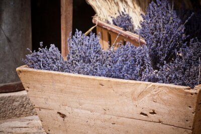 Fototapete In Holzkiste wachsender Lavendel