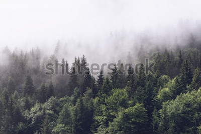 Fototapete In Nebel gehüllter Wald