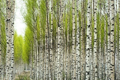 Fototapete In Reihe gepflanzte Birken