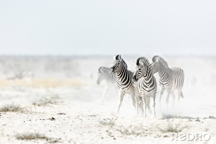 Fototapete In weißem Staub laufende Zebras