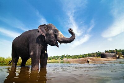 Fototapete Indischer Elefant im Wasser