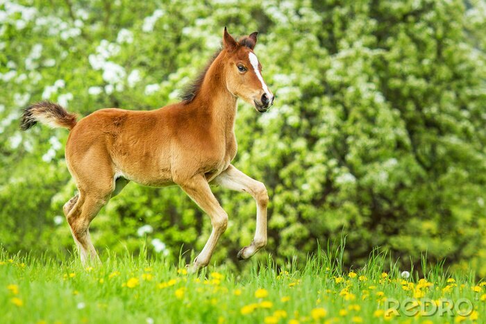 Fototapete Inmitten der gänsedistel laufendes fohlen