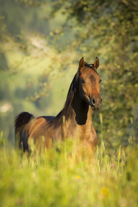 Fototapete Inmitten der Gräser laufendes Tier
