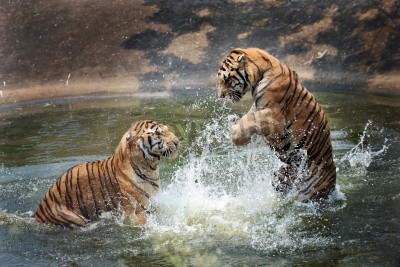 Fototapete Ins wasser springende tiger