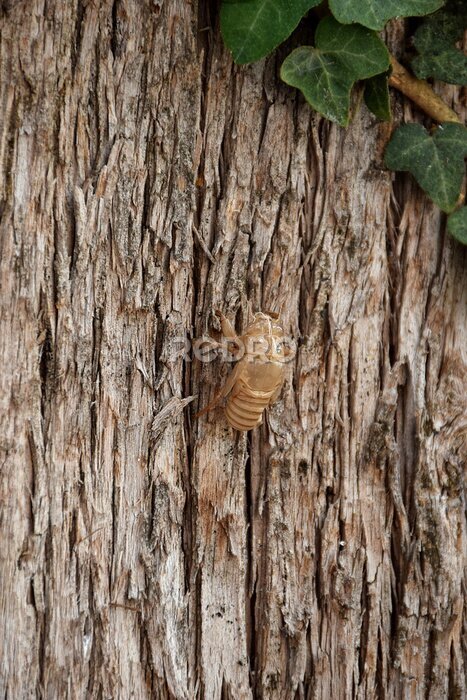 Fototapete Insekt zu Fuß auf den Baumstamm / Close up Bild von einem Insekt zu Fuß auf detaillierte Holz texture.HIgh Qualität Bild