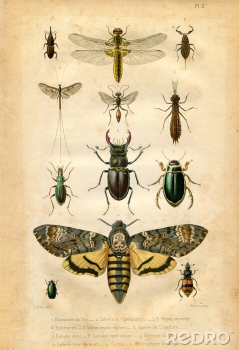 Fototapete Insektenkarte aus Vintage-Atlas