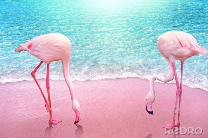 Fototapete Intensives muster mit flamingos