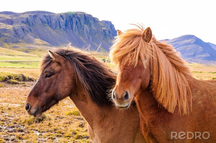 Fototapete Isländische Tiere in Bergen
