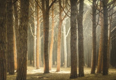 Fototapete Italienische Kiefer nebligen Wald oder Pinienwald. Maremma in der Toskana