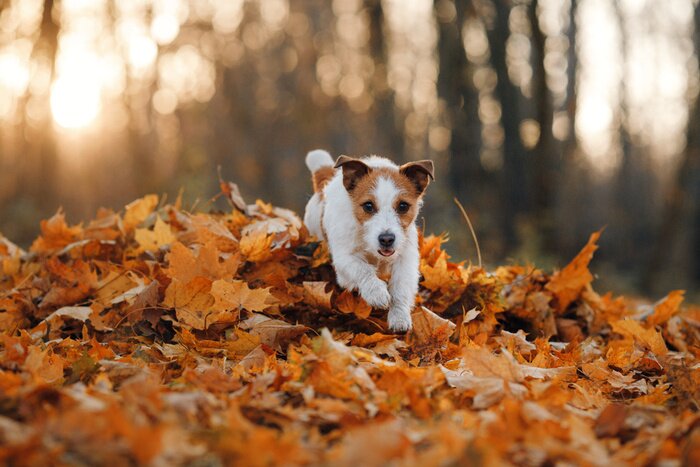 Fototapete Jack Russell Terrier beim Laufen in einem herbstlichen Park