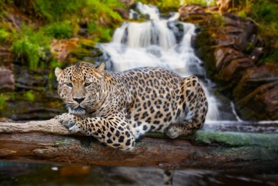 Fototapete Jaguar und Wasserfall im Dschungel