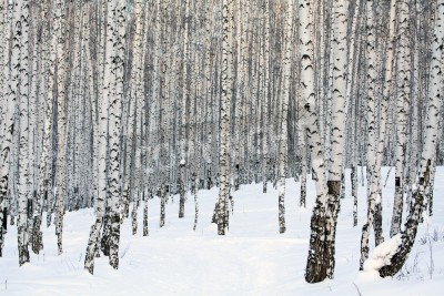 Fototapete Januartag im Wald